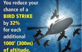 Safety Tip: Bird Strike